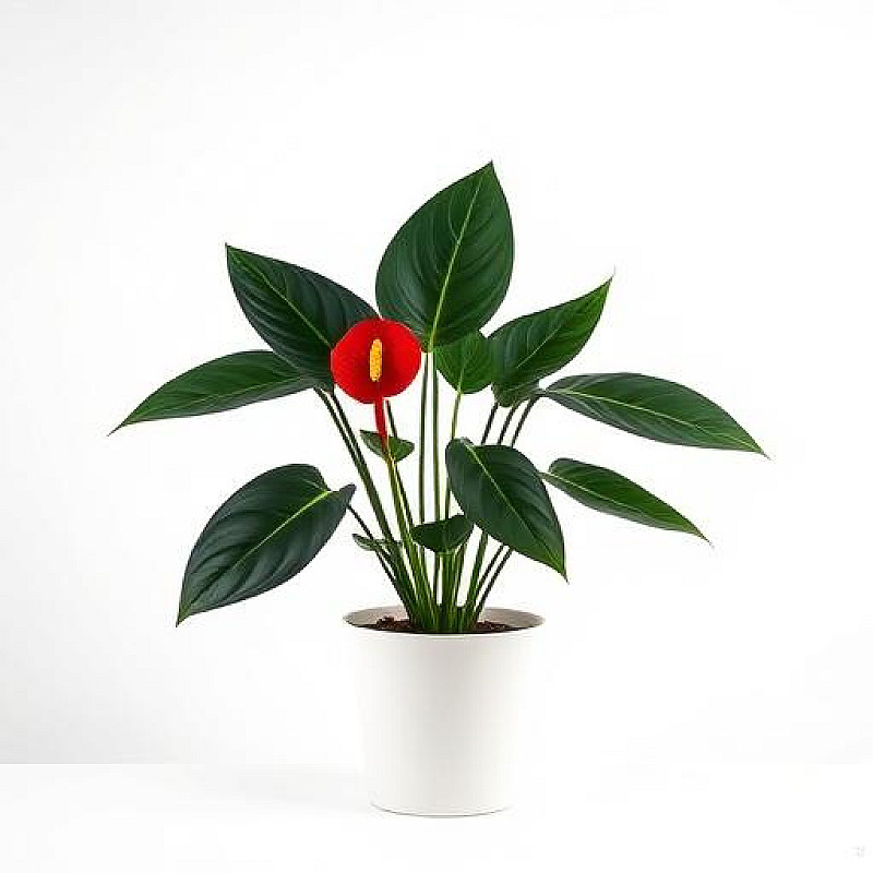Philodendron Gloriosum