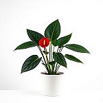 Philodendron Gloriosum