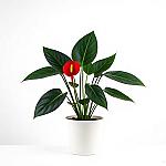 anthurium