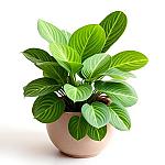 Calathea