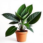 Alocasia