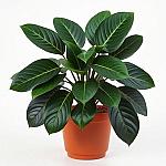 Ficus