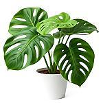 Maranta
