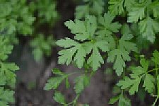 Philodendron Gloriosum