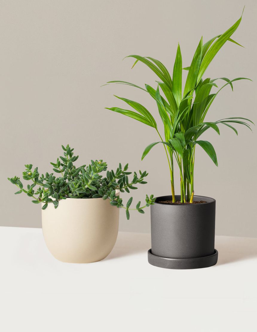 Maranta