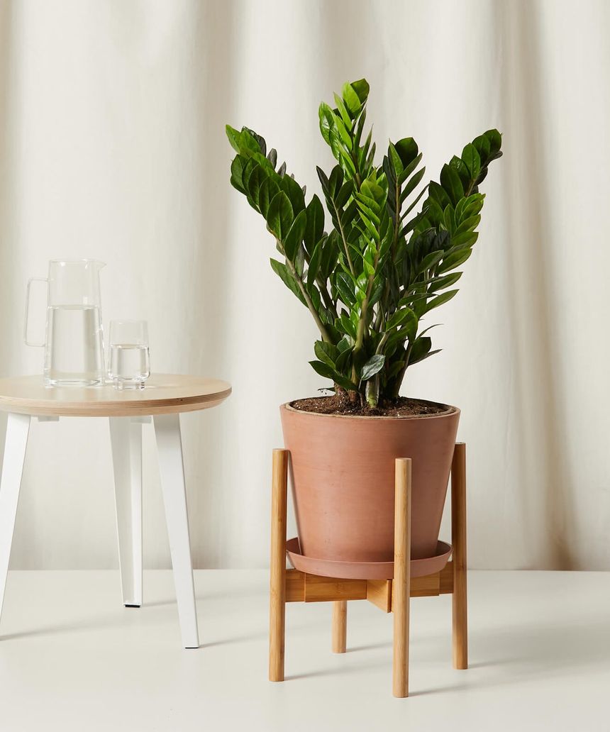 Ficus