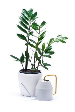 Alocasia