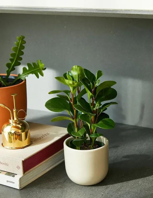 Calathea